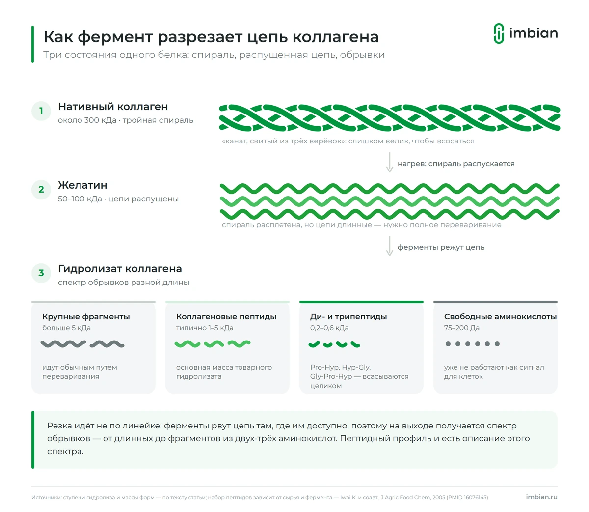 Как фермент разрезает цепь коллагена на фрагменты разной длины