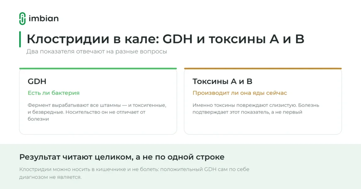 Клостридии в кале: что означают GDH и токсины A и B в анализе