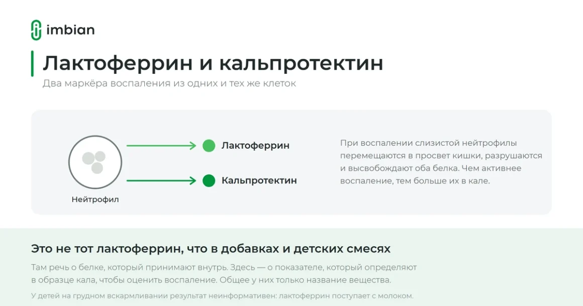 Лактоферрин и кальпротектин в кале — маркёры воспаления