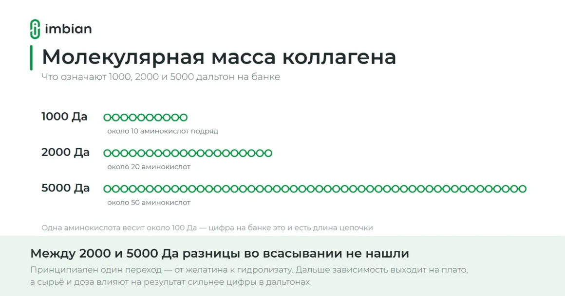 Молекулярная масса коллагена: что означают 1000, 2000 и 5000 дальтон