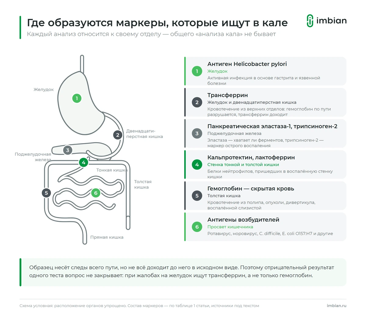 Где в желудочно-кишечном тракте образуются кальпротектин, гемоглобин, трансферрин и эластаза