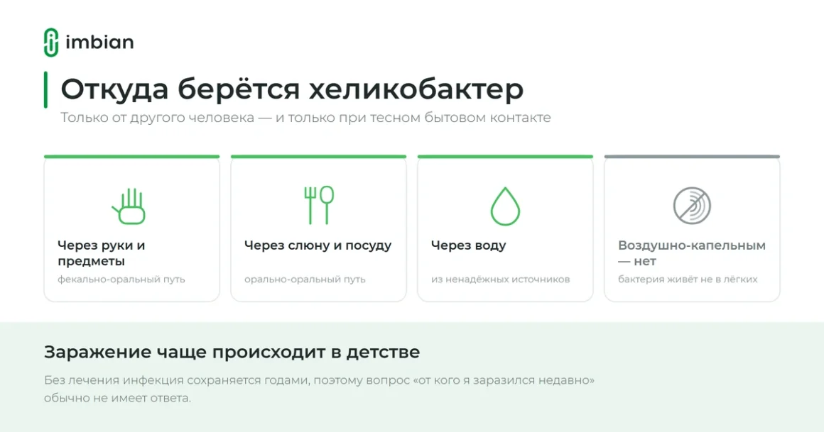 Как передаётся хеликобактер: пути заражения и распространённые заблуждения