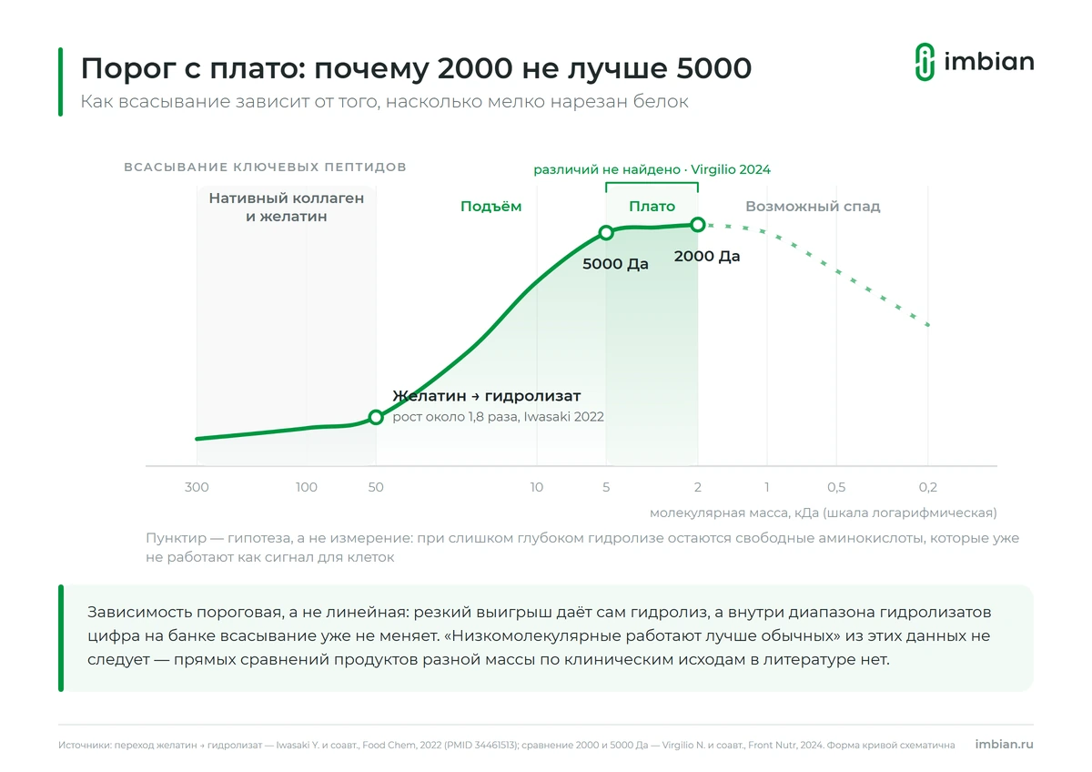 Зависимость всасывания коллагена от молекулярной массы: порог с выходом на плато
