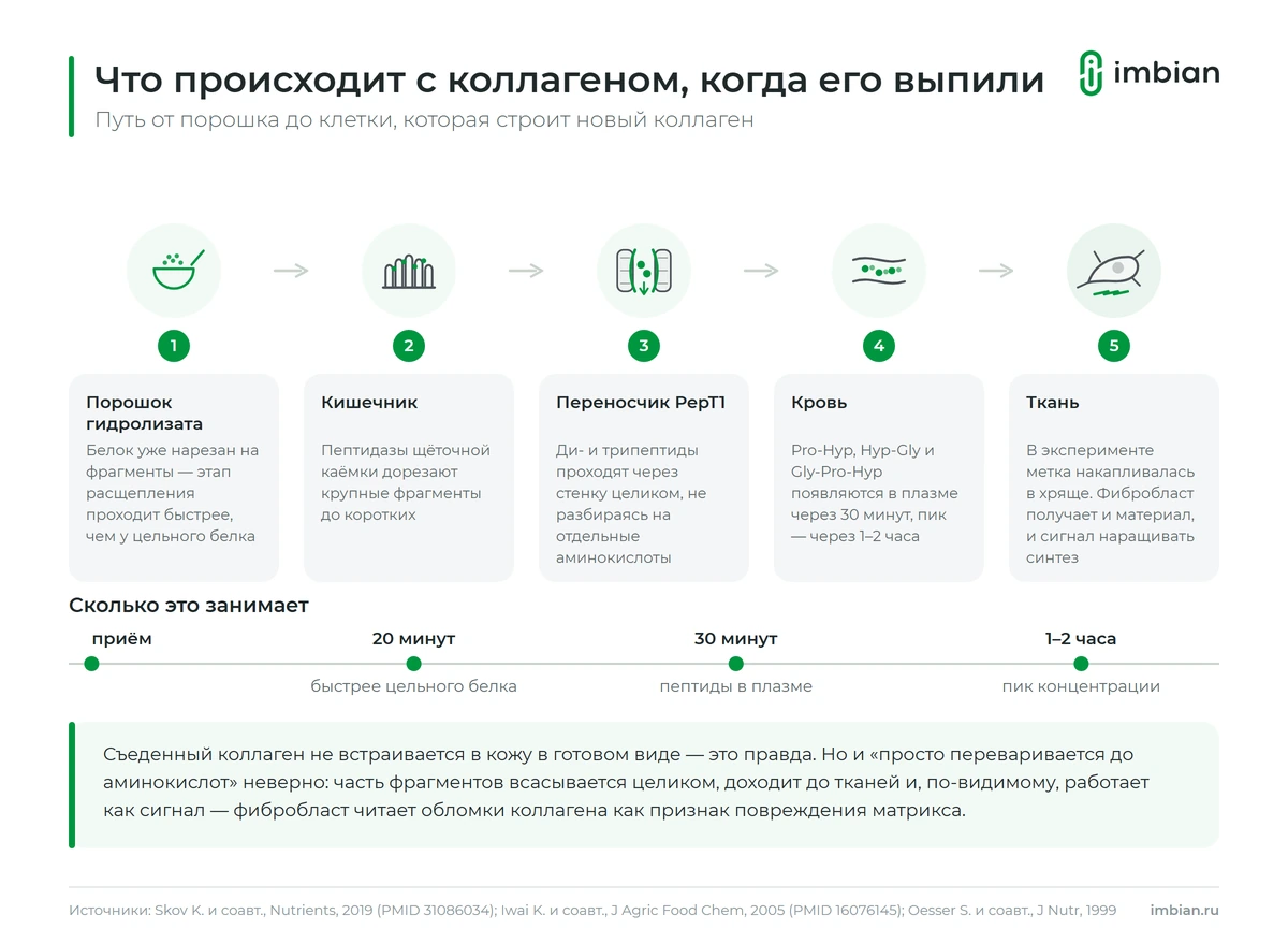 Как коллагеновые пептиды всасываются в кишечнике и попадают в кровь