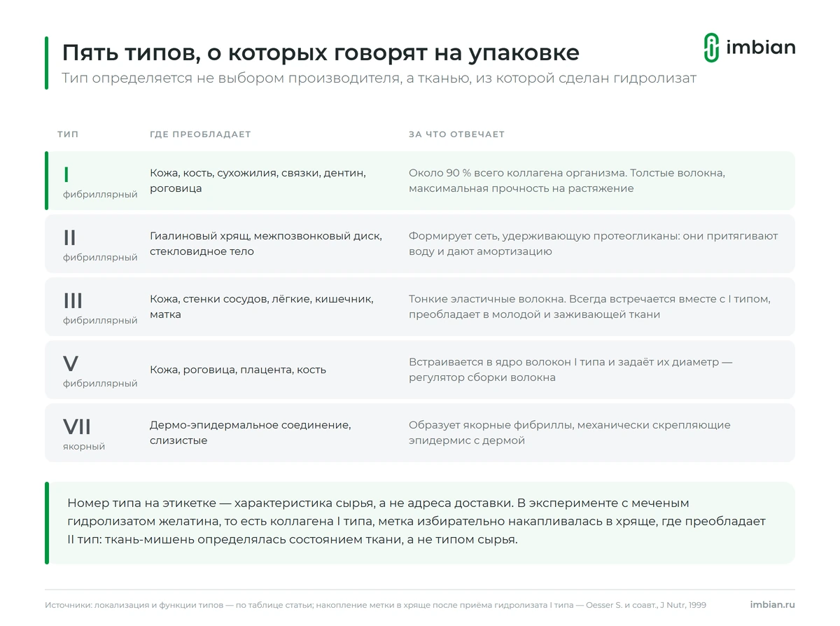 Таблица типов коллагена: где находится каждый тип и за что отвечает