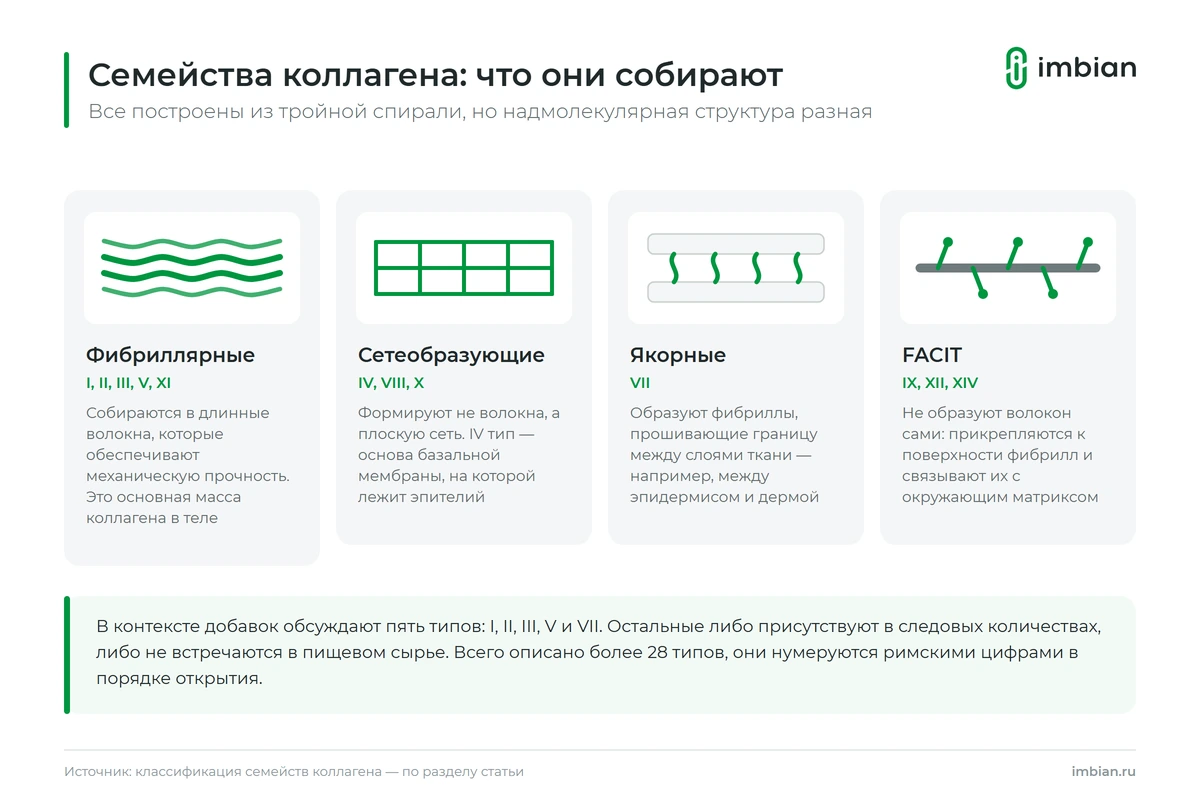 Строение фибриллярного и сетеобразующего коллагена