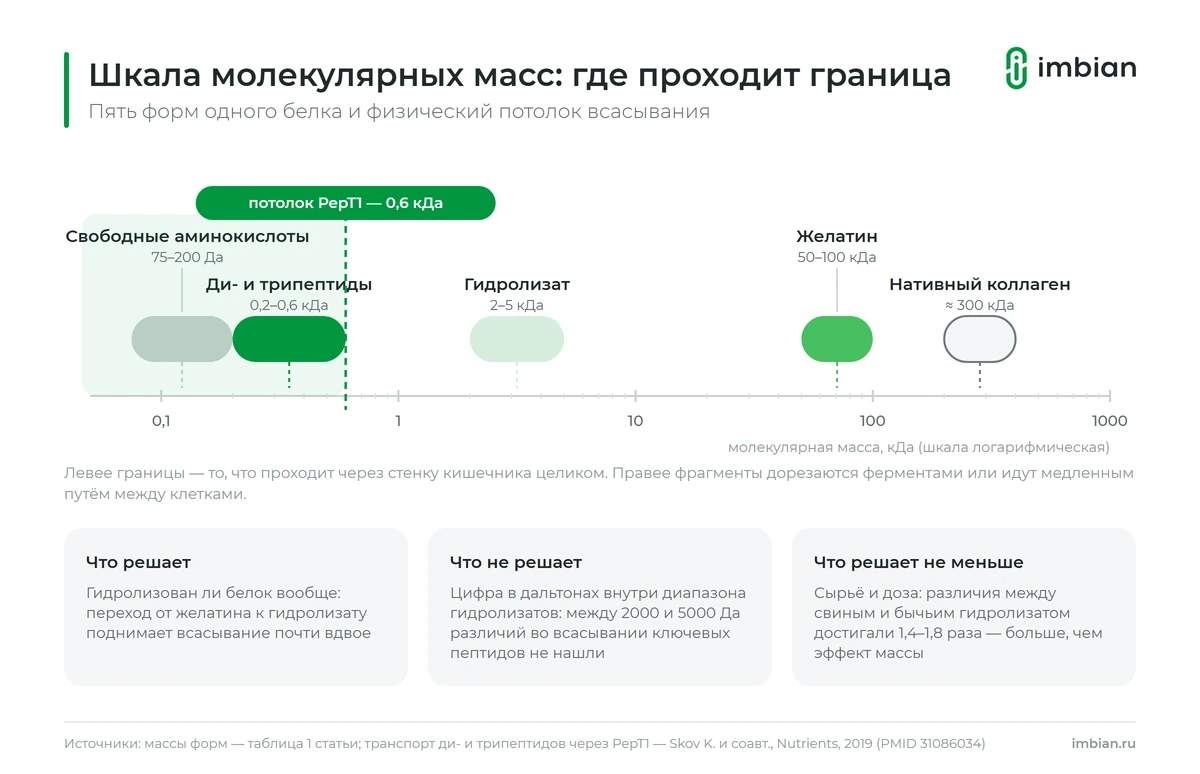 Шкала молекулярных масс: аминокислоты, дипептиды, пептиды, желатин, нативный коллаген
