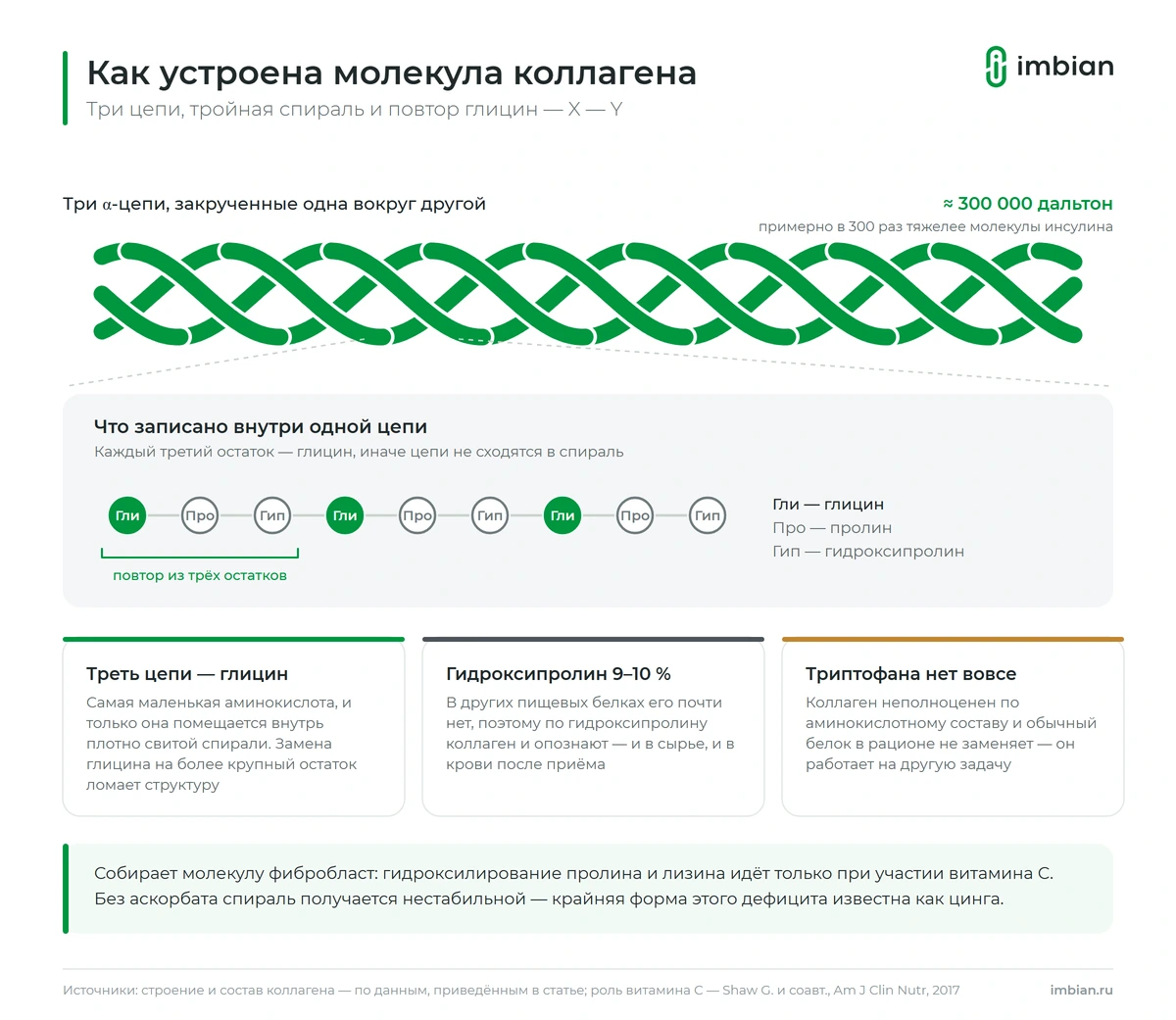 Строение молекулы коллагена: три цепи, закрученные в тройную спираль