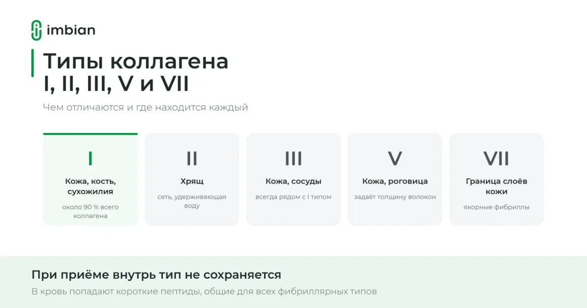 Типы коллагена I, II, III, V и VII: чем отличаются и где находятся в организме