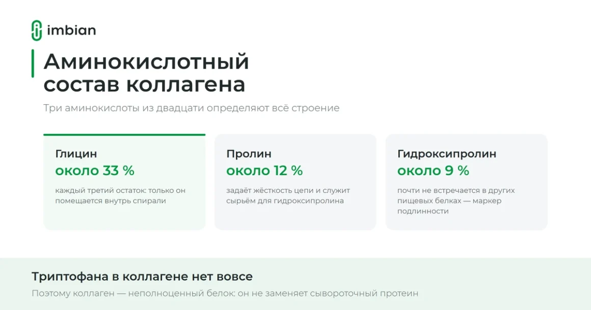 Аминокислотный состав коллагена: глицин, пролин и гидроксипролин