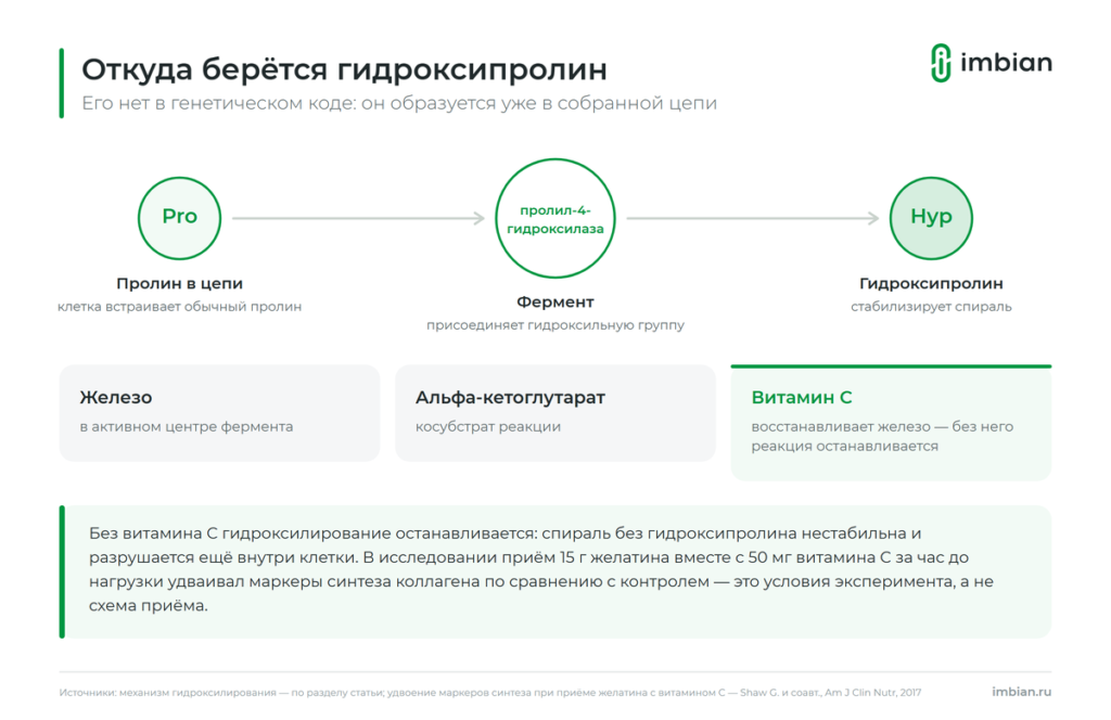 Откуда берется гидроксипролин