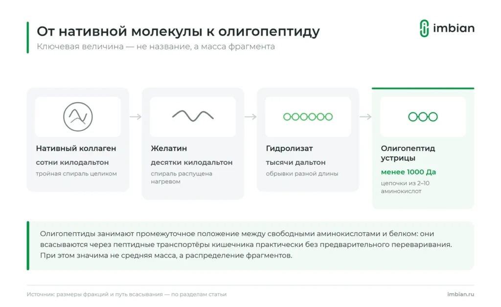 От нативного коллагена к олигопептиду менее 1000 дальтон