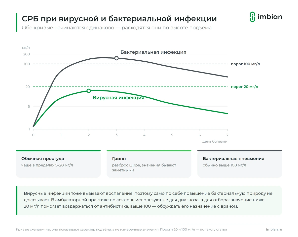 Как растёт СРБ при вирусной и бактериальной инфекции: две кривые подъёма