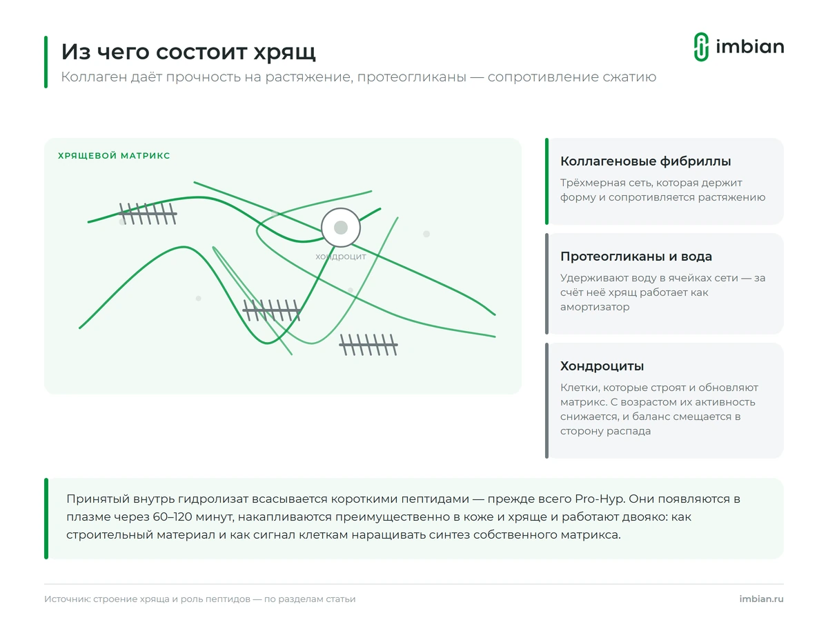 Коллагеновые фибриллы и протеогликаны в хрящевой ткани